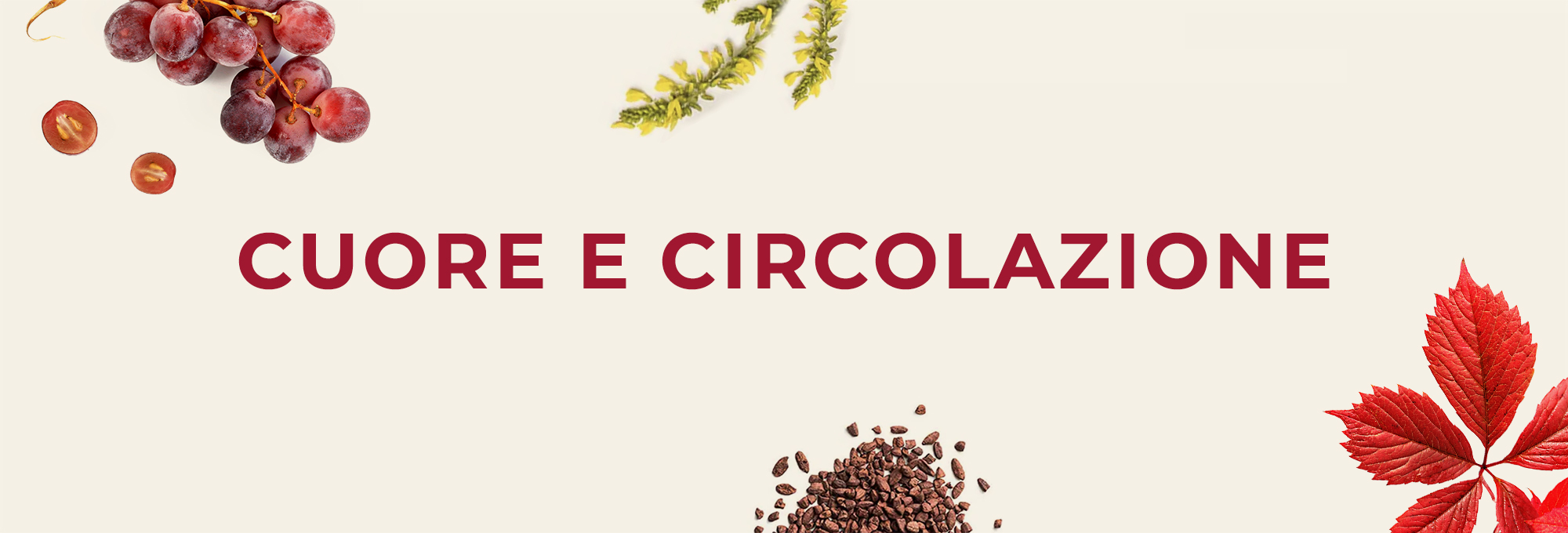 CUORE E CIRCOLAZIONE